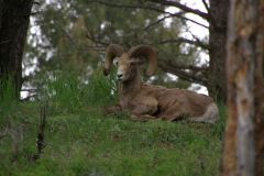 rampacasa